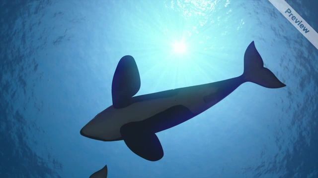 Orcas | Zoom Video Template