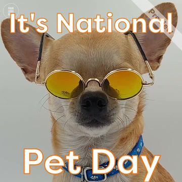Pet Day