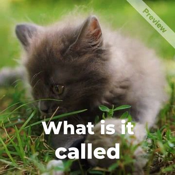 Kitten Day | July 10 Video Template