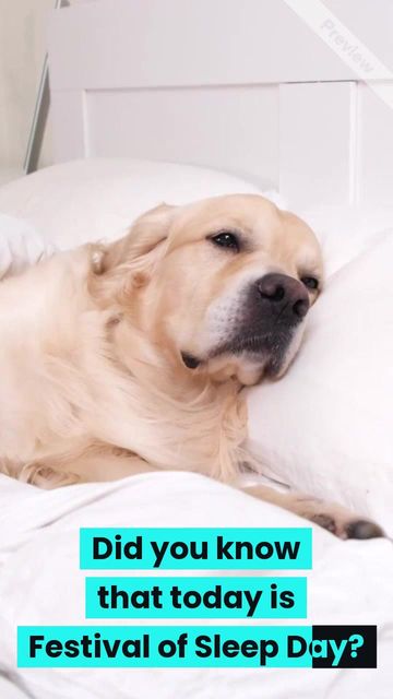 Festival of Sleep Day | Jan 3 Video Template