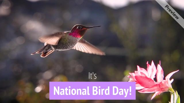 National Bird Day | Jan 5 Video Template