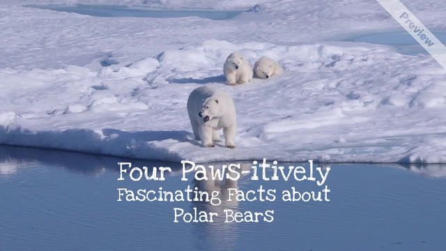 Polar Bear Day Video Template