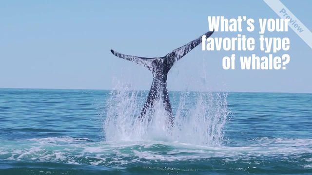 World Whale Day Video Template