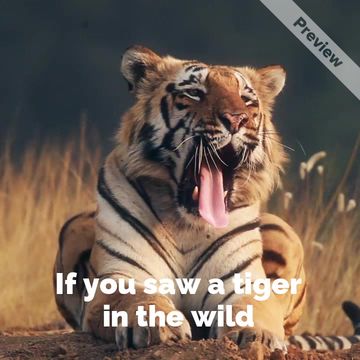 Caturday #GlobalTigerDay | July 29 Video Template