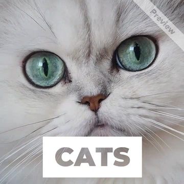 Global Cat Day Video Template