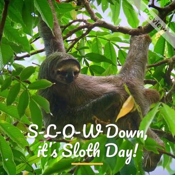 International Sloth Day Video Template