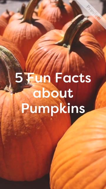 Pumpkin Day Video Template