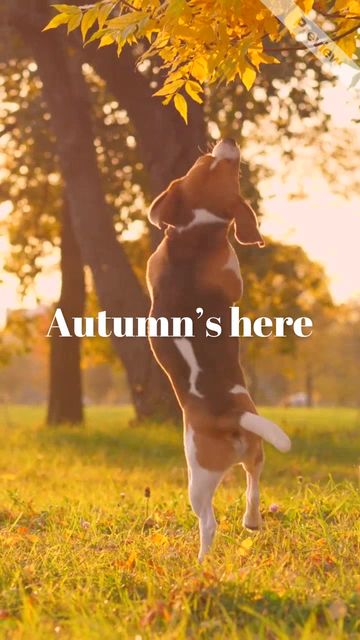 Happy Fall | Greeting #2 Video Template