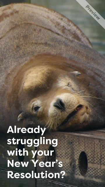 New Year Reset | Wellness Wednesday Video Template