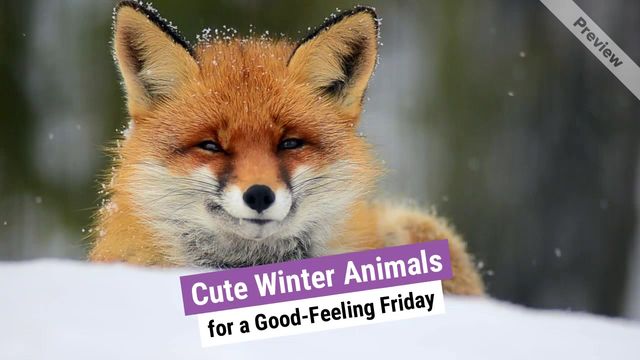 Winter Animals | Feel Good Friday Video Template