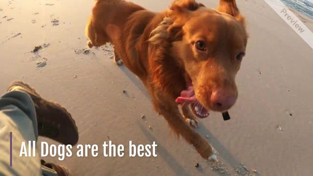 Ugliest Dog Day | Jun 20 Video Template