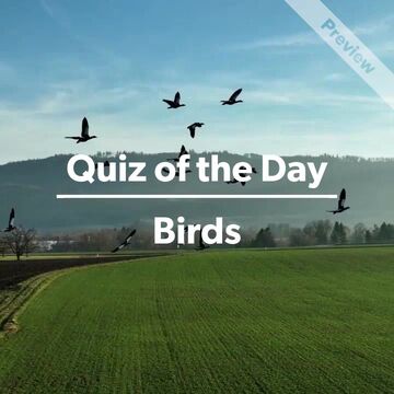 Quiz of the Day