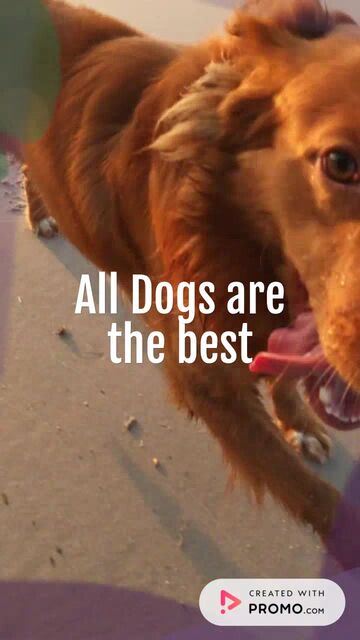 Ugliest Dog Day Video Template