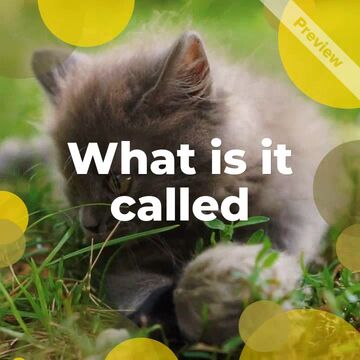 Kitten Day